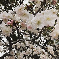 満開の桜